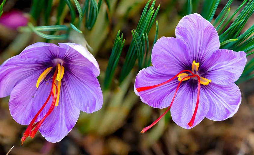 Saffron còn được gọi là nhụy hoa nghệ tây