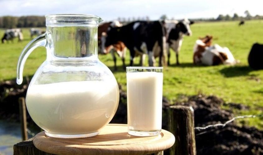 Dùng sữa tươi thanh trùng để dưỡng da mặt