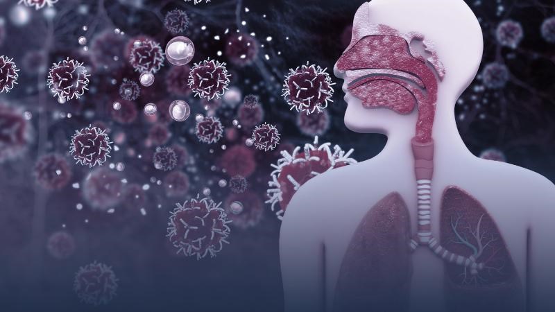 Dùng rau húng quế giúp ngăn ngừa nhiễm trùng đường hô hấp 