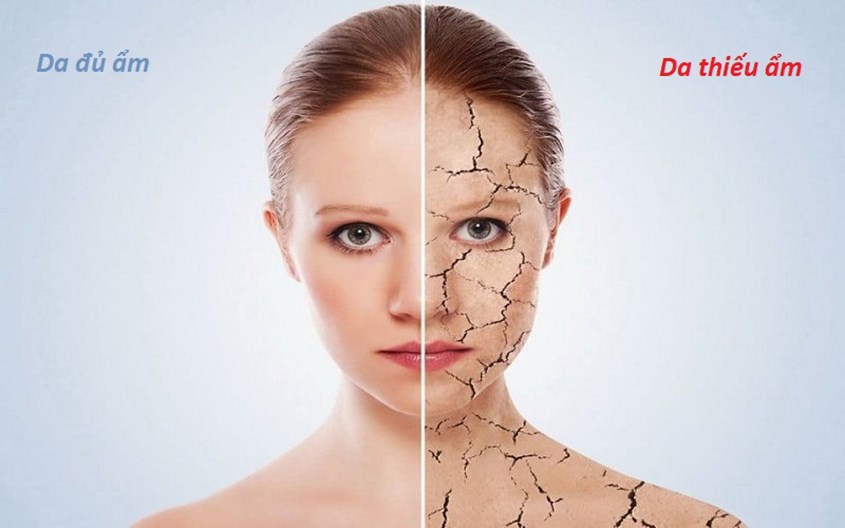 Cung cấp độ ẩm và tái tạo làn da mới