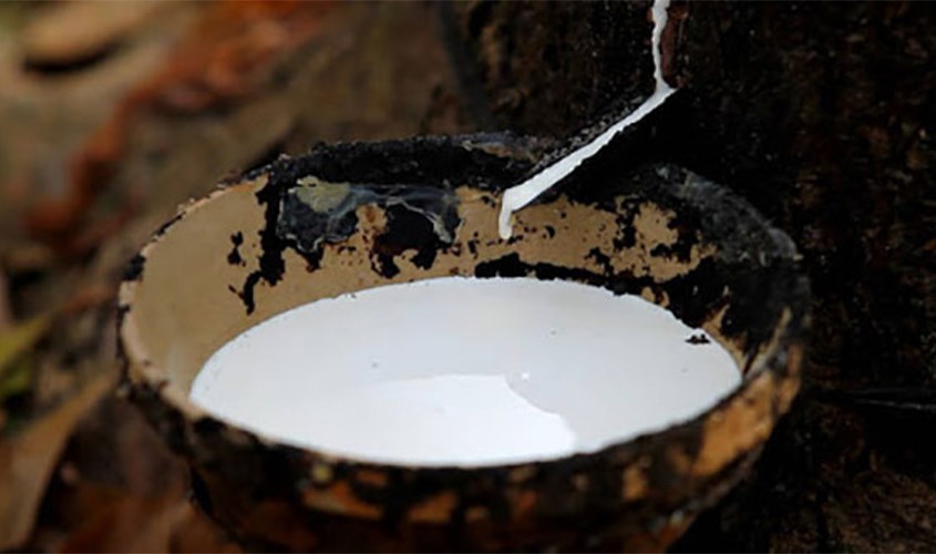 Gối cao su non thường có mùi hôi đặc trưng của cao su tự nhiên