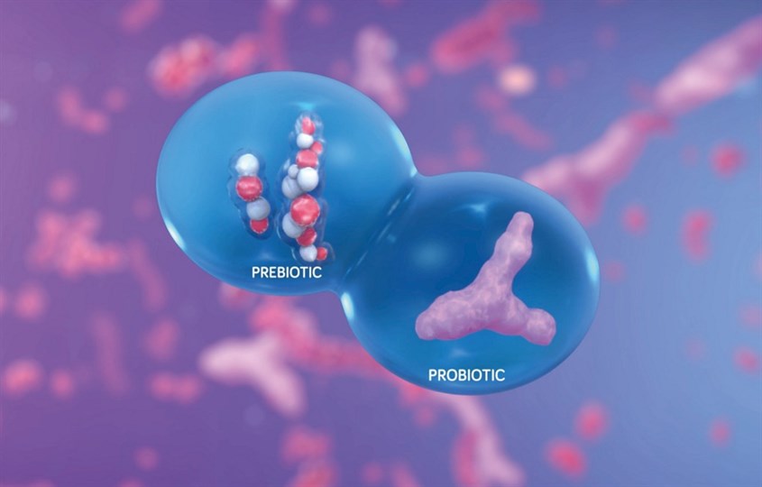 Cách hoạt động của synbiotic