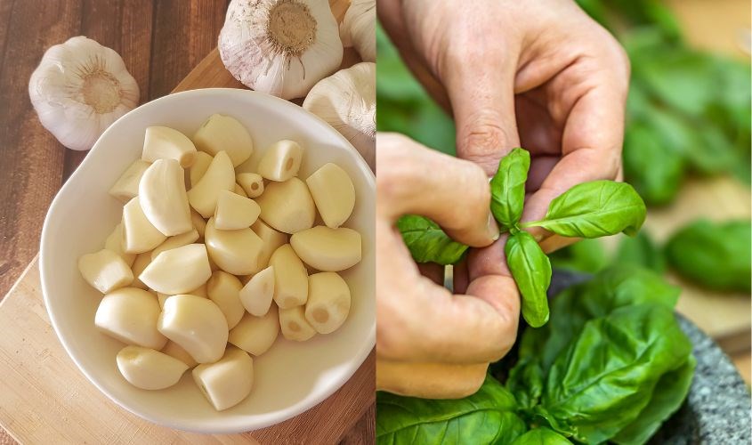 Tỏi kết hợp với húng quế có thể giảm nhức răng