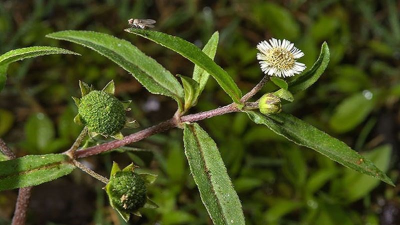 Cây nhọ nồi làm giảm tình trạng xuất huyết búi trĩ