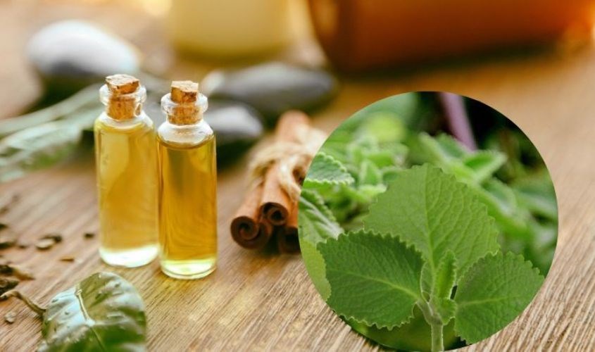 Có thể dùng loại tinh dầu để bôi ngoài da hoặc làm thơm không gian Có thể dùng loại tinh dầu để bôi ngoài da hoặc làm thơm không gian