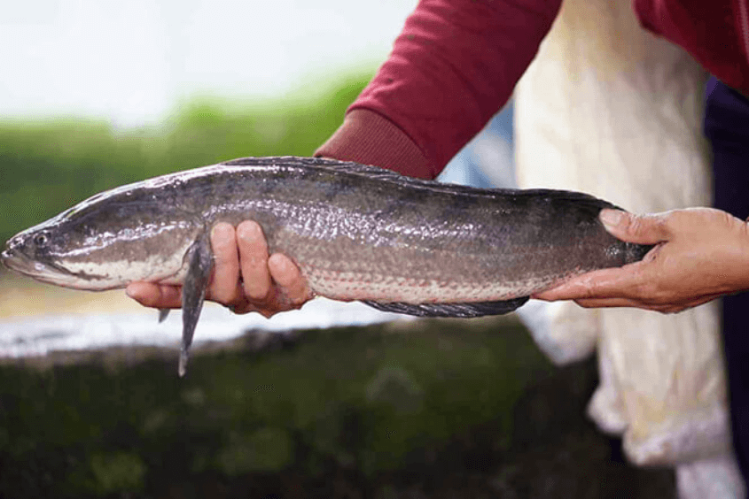 Cách chọn cá lóc ngon để nấu cho con ăn dặm