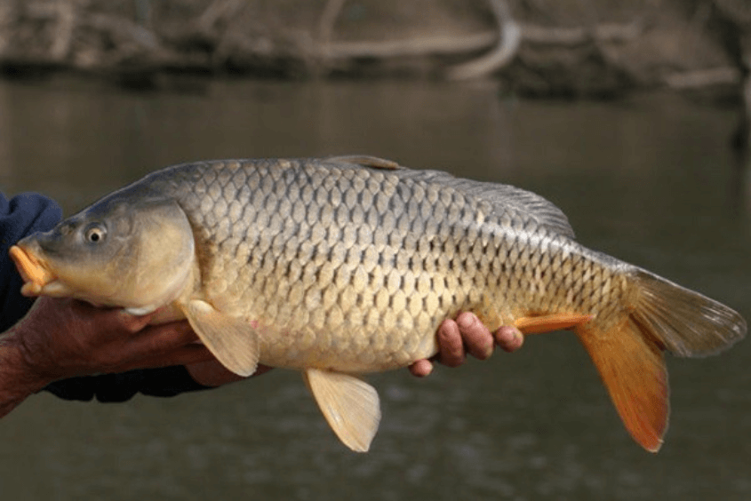 Chọn cá chép tươi giúp món ăn của bé thơm ngon hơn Chọn cá chép tươi giúp món ăn của bé thơm ngon hơn