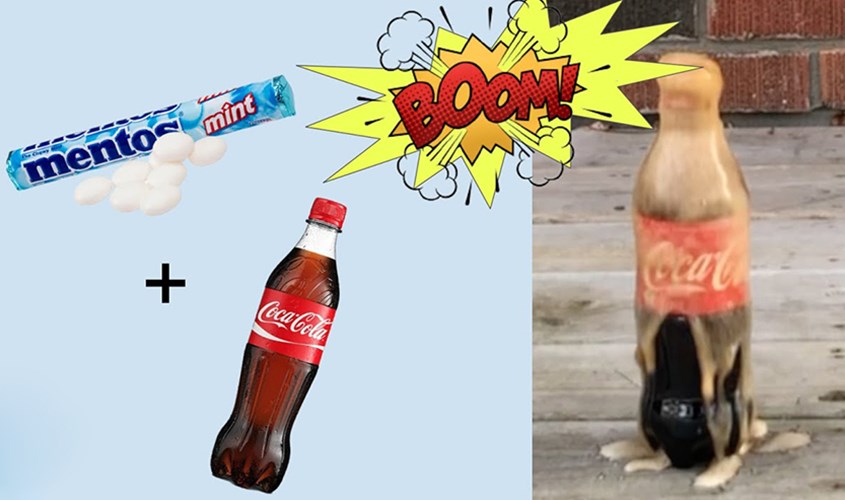Khi kết hợp kẹo Mentos với nước giải khát Coca-Cola vị nguyên bản sẽ có hiện tượng phun trao