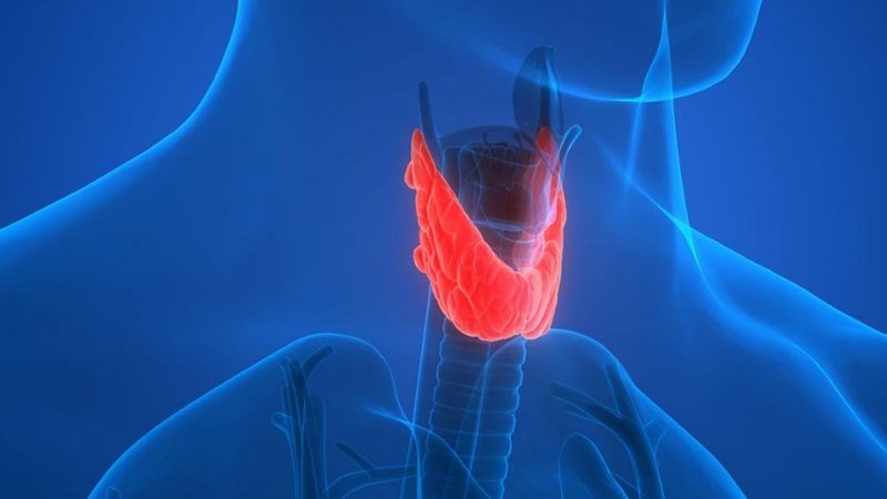 Selen trong hạt hướng dương giúp thúc đẩy quá trình chuyển hóa hormon tuyến giáp