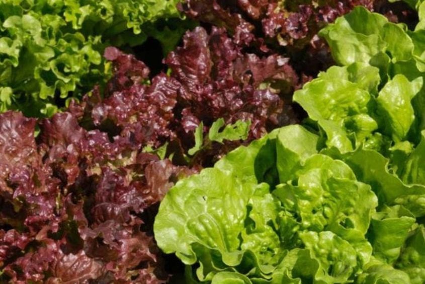 Trong xà lách có rất nhiều dưỡng chất tốt cho sức khỏe bà bầu