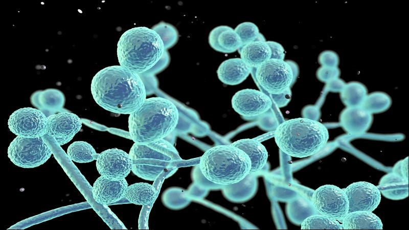 Candida là một loại nấm men phổ biến