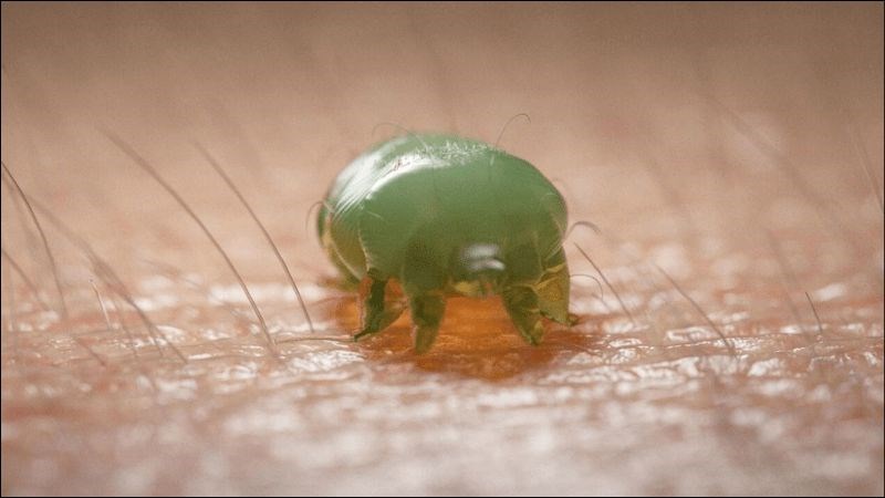 Bệnh ghẻ là bệnh ngoài da gây ngứa và có tính lây lan