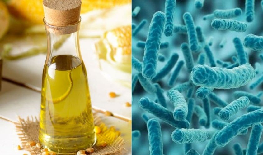 Dầu ngô và men lactic là 2 thành phần có trong sản phẩm