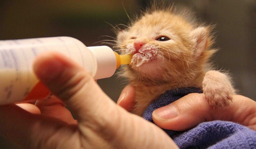 Làm thức ăn cho thú cưng