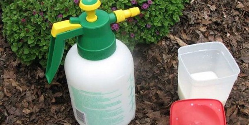 Dùng sữa hết hạn để tưới cây