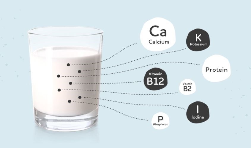 Các chất dinh dưỡng có trong sữa