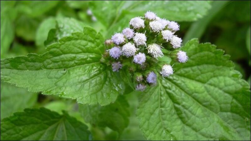 Hình ảnh cây hoa ngũ sắc ̣Ageratum conyzoides L.