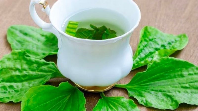 Mã đề sử dụng tốt nhất là vào buổi sáng, sau khi ăn 30 phút