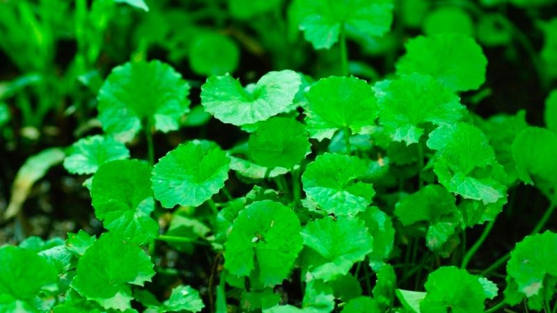 Rau má trị chứng tiểu buốt, tiểu rắt trong Đông y