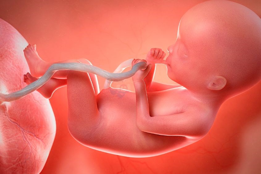 Chiều dài bàn chân thai nhi là chiều dài dài nhất tính theo trục dài của bàn chân