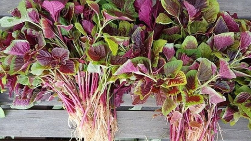 Rau dền là một loại rau củ phổ biến và dễ mua Rau dền là một loại rau củ phổ biến và dễ mua