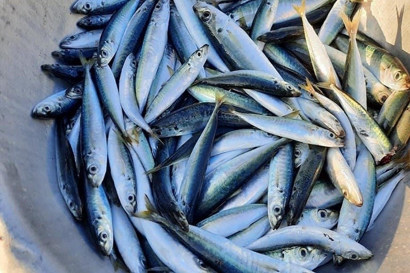 Cá nục là loại thực phẩm rất giàu chất dinh dưỡng bà bầu ăn cá nục được không