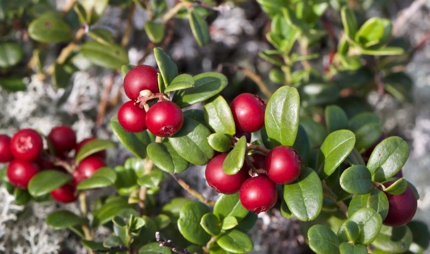 Alpha Arbutin từ cây Bearberry