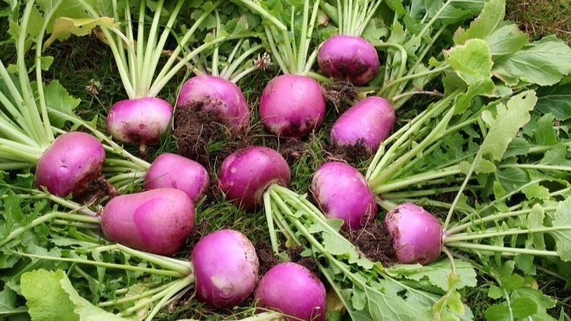 Cải củ Turnip phù hợp cho người bệnh thận ăn kiêng Cải củ Turnip phù hợp cho người bệnh thận có chế độ ăn kiêng