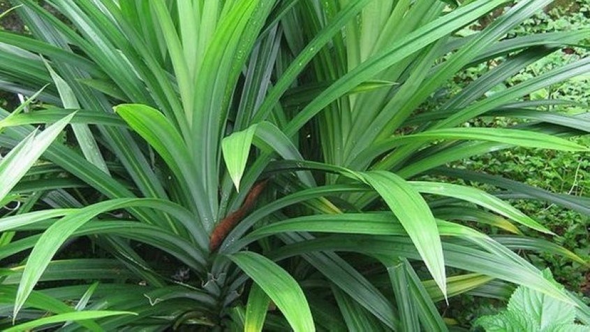 Treo lá dứa trong nhà vệ sinh là mẹo khử mùi hôi hiệu quả