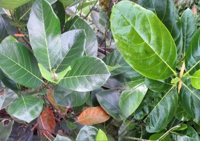 Mẹ có thể dùng lá mít để khử mùi tanh cho sữa mẹ