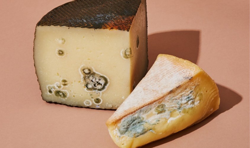 Phô mai khi đã hỏng sẽ có sự biến đổi về màu sắc
