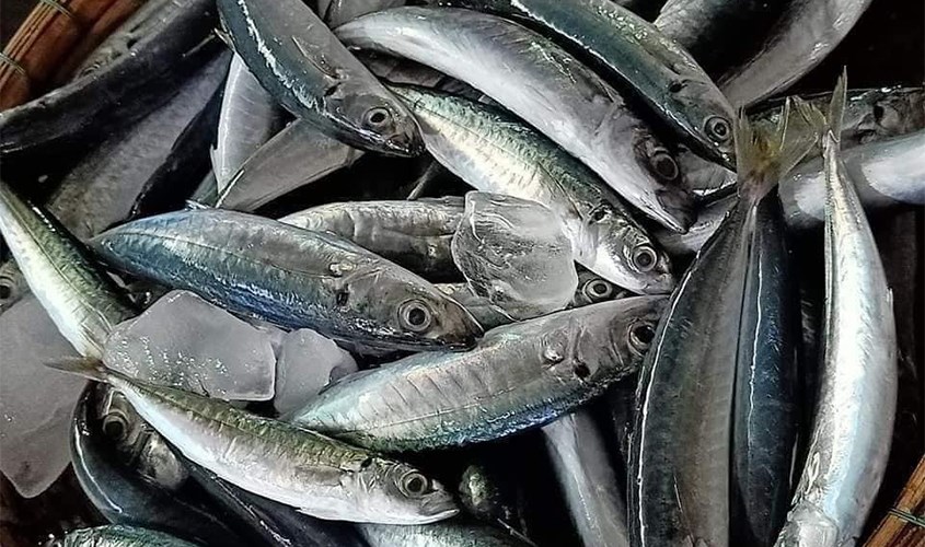 Các loại hải sản chứa nhiều thủy ngân