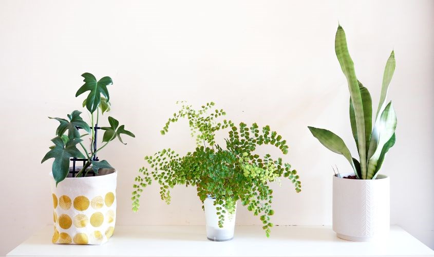 Lau cây xanh hiệu quả Lau cây xanh hiệu quả