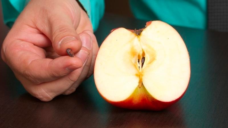 Không nên nuốt hạt táo vì có thể gây độc
