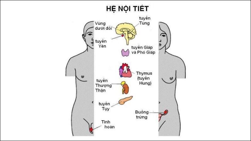 Thay đổi nội tiết tố trong cơ thể là nguyên nhân gây táo bón