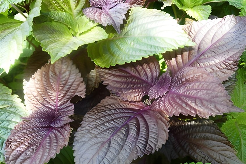 Ăn tía tô là mẹo trước khi đi tiêm phòng cho trẻ, giúp trẻ không sốt cao