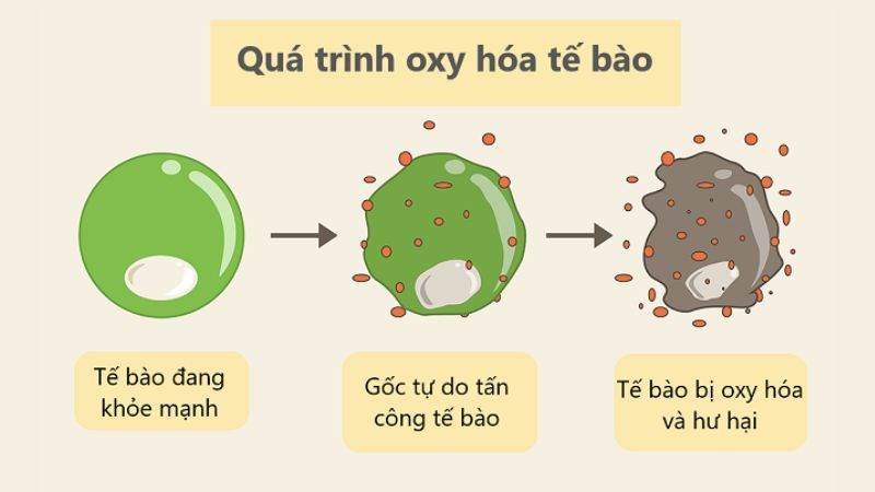 Đậu đen chứa nhiều chất chống oxy hoá giúp ức chế các gốc tự do trong cơ thể