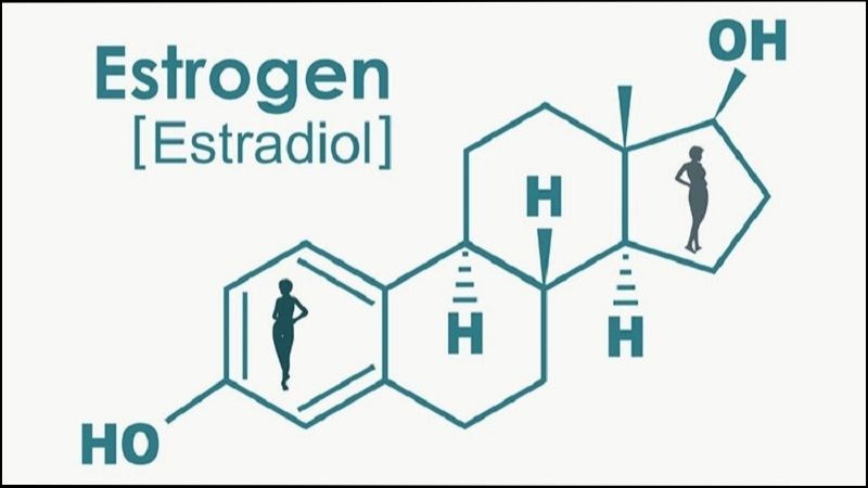 Estrogen có tác dụng tăng cường các cơ xung quanh bàng quang