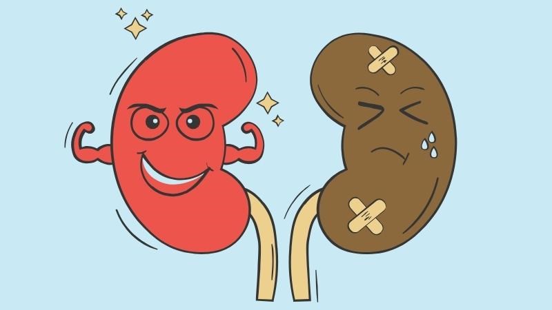 Bệnh thận mạn xảy ra khi các đơn vị nephron bị tổn thương không hồi phục