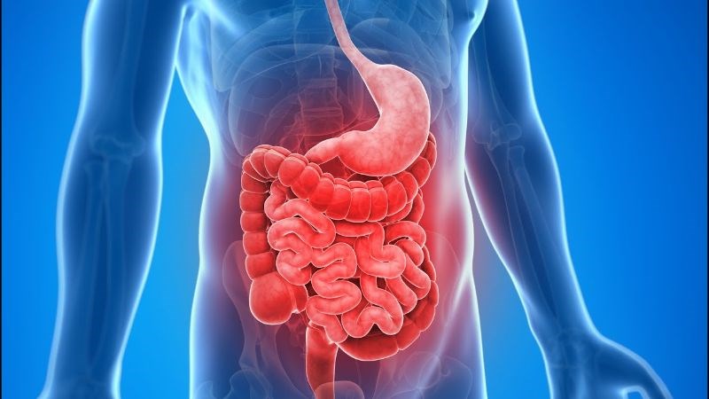 Quả lê ki ma có công dụng tốt với hệ tiêu hóa