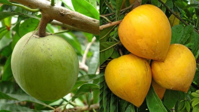 Quả lê ki ma khi còn non và khi chín