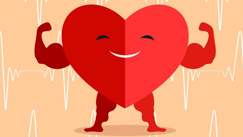Hạt macca giúp tăng cường sức khỏe tim mạch
