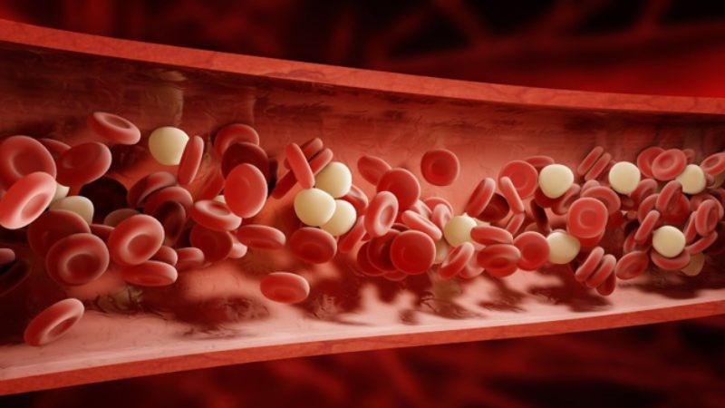 Cỏ mực cải thiện tuần hoàn máu 