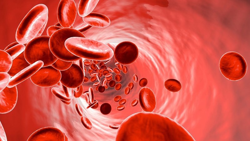 Cà tím giúp phòng ngừa thiếu máu do thiếu chất sắt