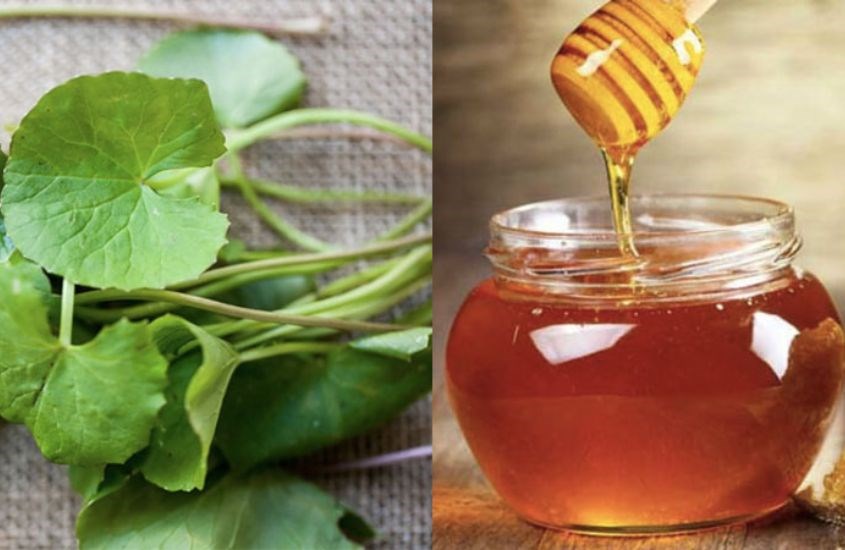 Rau má có chứa nhiều triterpenoids giúp kích thích các mô liên kết