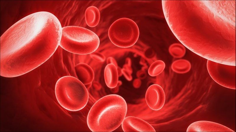 Quả cóc có tác dụng cung cấp sắt cấu tạo tế bào hồng cầu