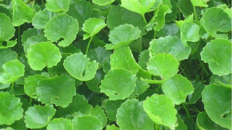 Tác hại khi dùng rau má sai cách