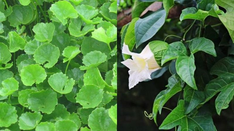 Kết hợp rau má với lá gấc