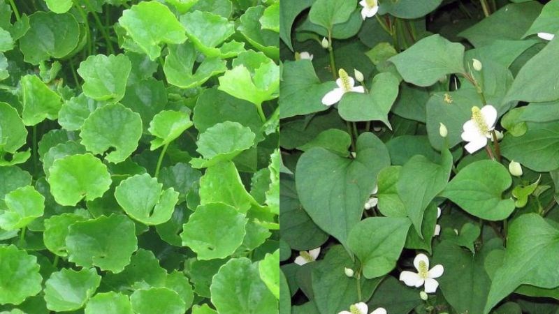 Rau má với rau diếp cá giúp kháng khuẩn, chống viêm