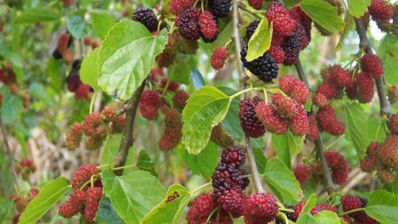 Nên chọn quả dâu tằm tươi mọng nước thay vì quả bị chín nhũn